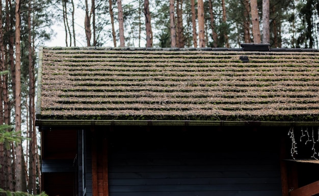 Foglie di pino su un tetto