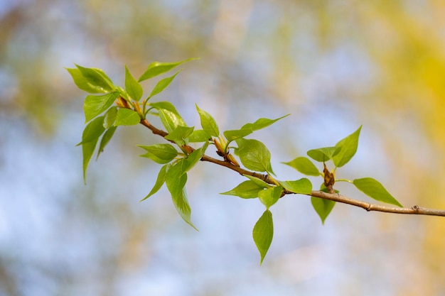 Foglie di pioppo di primavera su un ramo da vicino