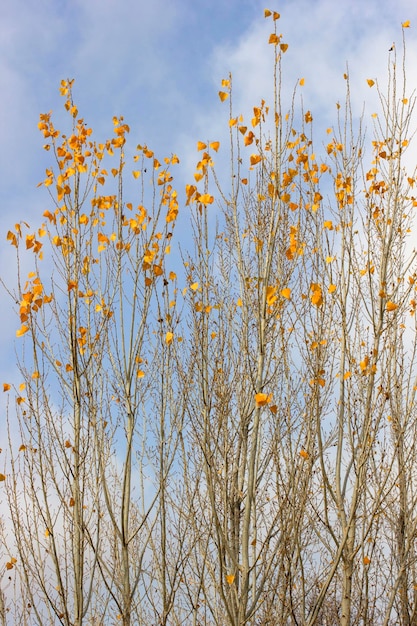 Foglie di pioppo gialle in autunno