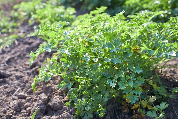 foglie di prezzemolo fresco verde su un letto da giardino