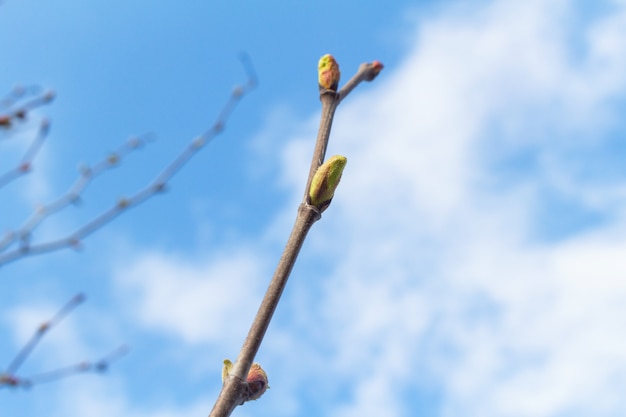 Foglie di primavera e fiori che sbocciano