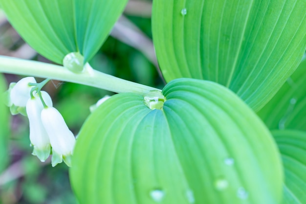 Foglie di primavera verde con gocce d'acqua da vicino, sfondo di fogliame verde, fiori poligonali multiflorum, ramo del Salomone eurasiatico in fiore