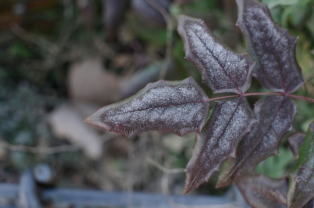 Foglie di primo piano in inverno con gocce d'acqua congelate con sfondo sfocato Concetto freddo