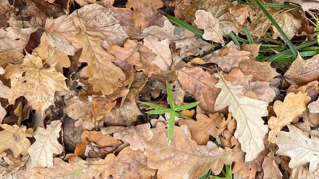 Foglie di quercia a terra nella foresta