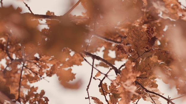 Foglie di quercia autunnali sullo sfondo foglie gialle d'autunno di quercia con ghiande nel parco autunnale