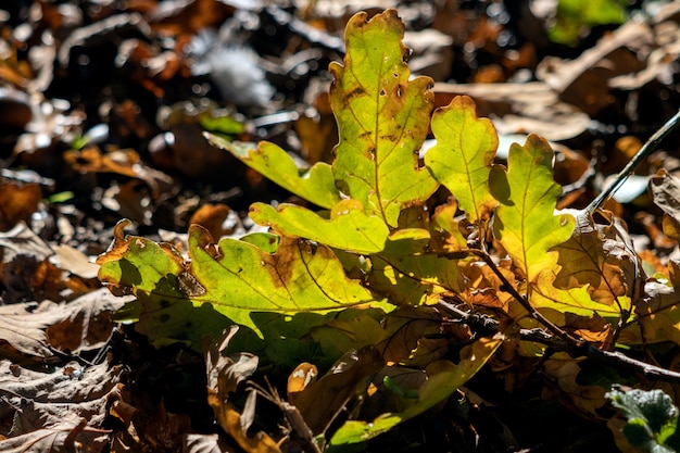 Foglie di quercia cadute a terra in autunno