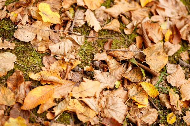 Foglie di quercia con ghiande giacciono a terra in autunno L'inverno dovrebbe iniziare presto Copia spazio