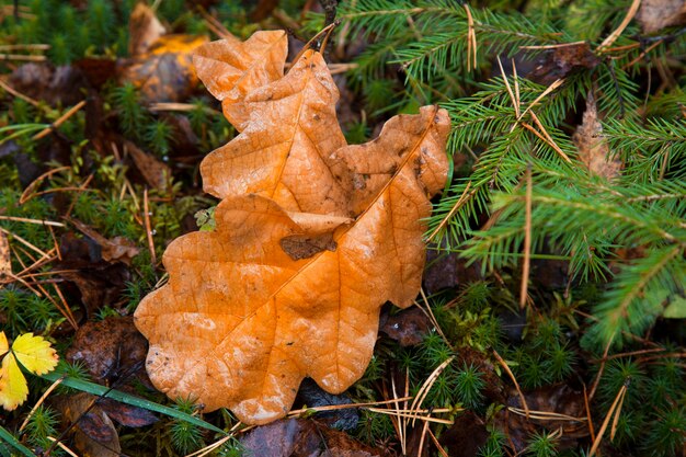 Foglie di quercia con gocce di pioggia. Fogliame autunnale a novembre sullo sfondo della foresta.