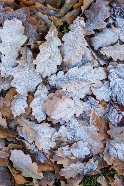 Foglie di quercia congelate che giace a terra.