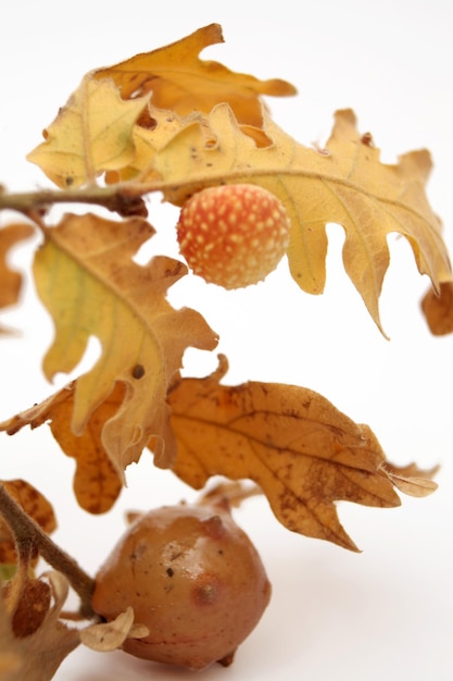 Foglie di quercia di ghiande