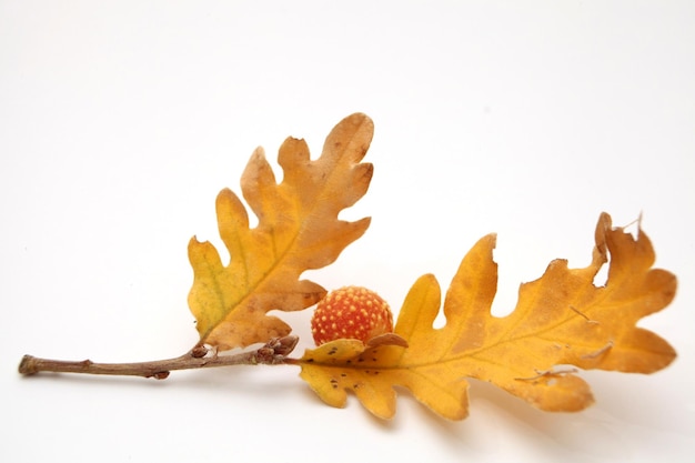 Foglie di quercia di ghiande