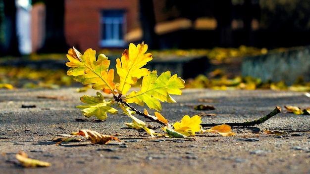 Foglie di quercia gialla autunnale sul vicolo nel parco in una giornata di sole