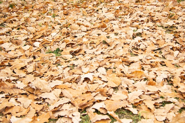 Foglie di quercia gialle cadute sull'erba in autunno. Messa a fuoco selettiva. Sfondo.