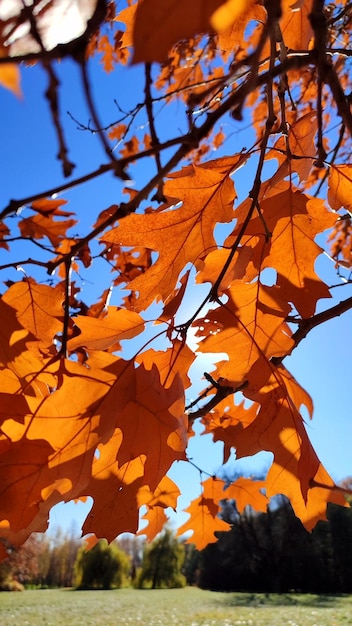 Foglie di quercia giallo-marrone sul ramo che oscillano forte nel vento sullo sfondo cielo blu ravvicinamento sole splende