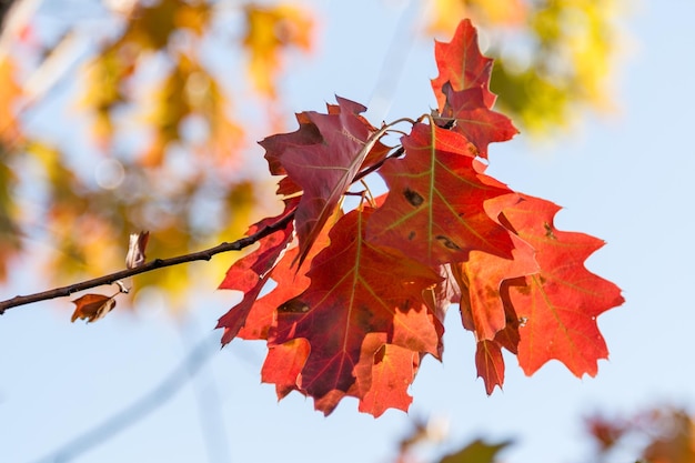 Foglie di quercia rossa autunnale