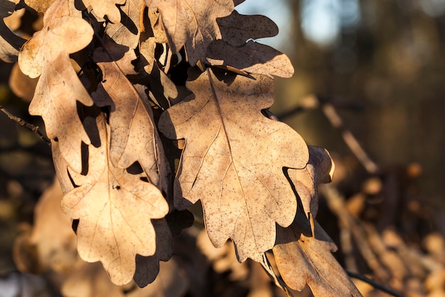 Foglie di quercia secche sui rami nella stagione autunnale. Foto del primo piano