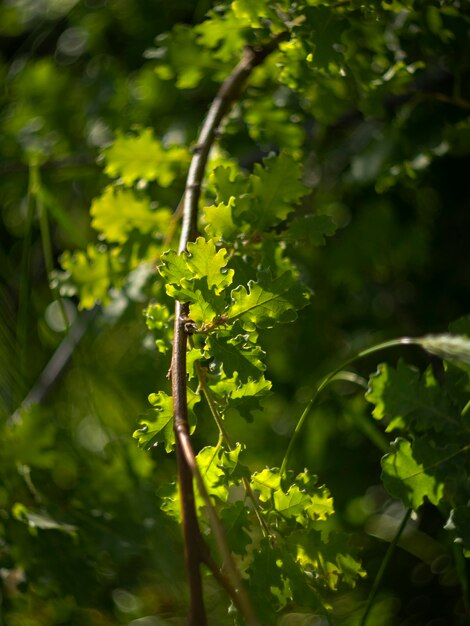 Foglie di quercia su un albero al sole in Grecia