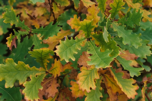 Foglie di quercia verde arancio in autunno nella foresta