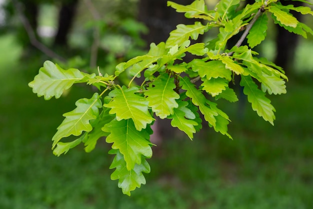 Foglie di quercia verde in gocce di pioggia su uno sfondo verde in una sfocatura