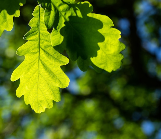 Foglie di quercia verde sul ramo alla luce del sole primo piano Bellezza nella natura Fogliame verde foresta lussureggiante Sfondo naturale Messa a fuoco selettiva