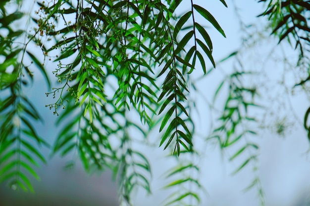 foglie di rami di albero verde astratto nella natura