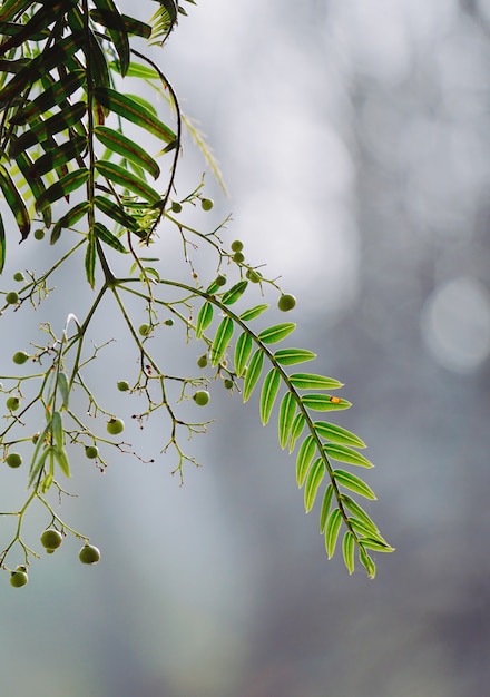 foglie di rami di albero verde astratto nella natura