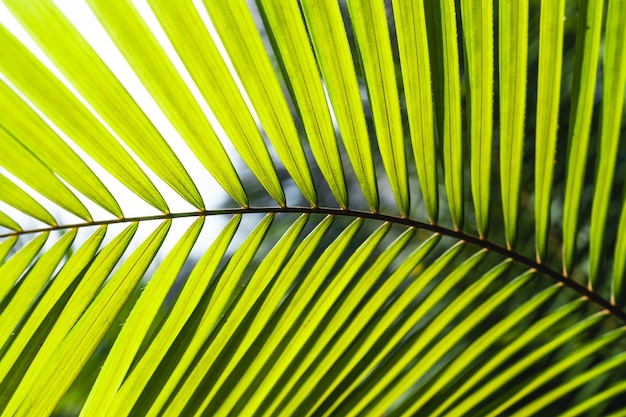 Foglie di rattan verde in natura