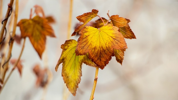 Foglie di ribes autunnali secche in giardino su uno sfondo chiaro