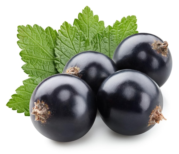 Foglie di ribes nero isolate