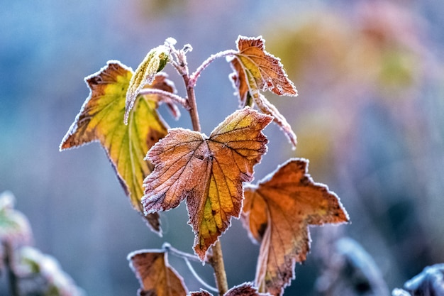 Foglie di ribes secche ricoperte di brina