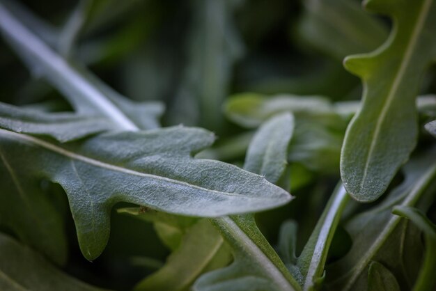 Foglie di rucola verde fresco Close up