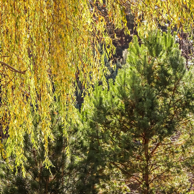 Foglie di salice giallo alla luce del sole e pino verde Sfondo autunnale