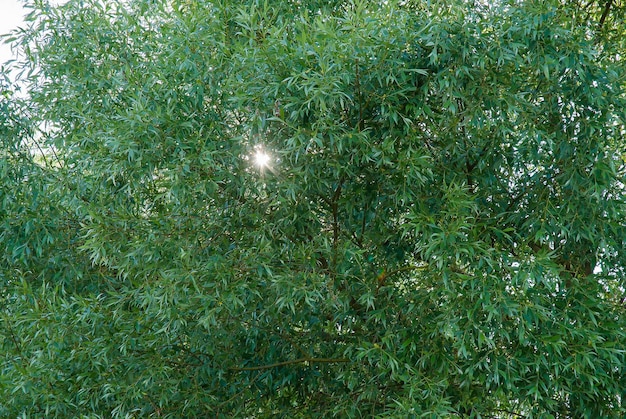 Foglie di salice sotto i raggi del sole