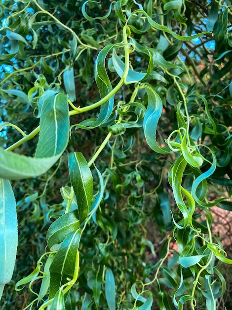 foglie di salice verde da vicino