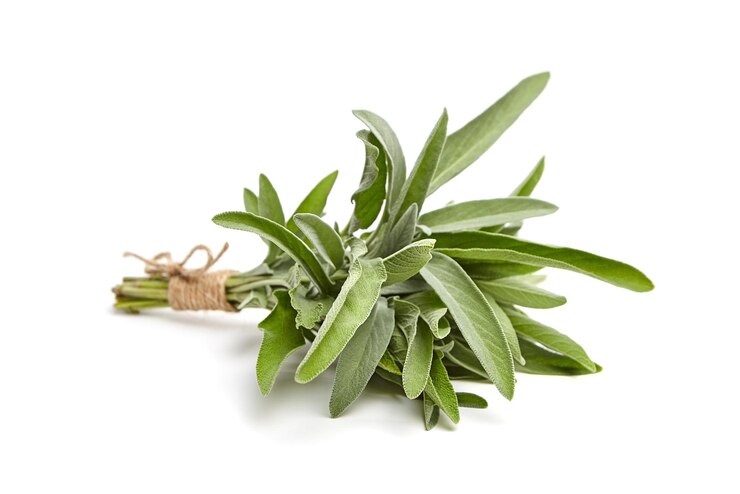 Foglie di salvia erbe isolate su uno sfondo bianco Mazzo di salvia giardino fresco