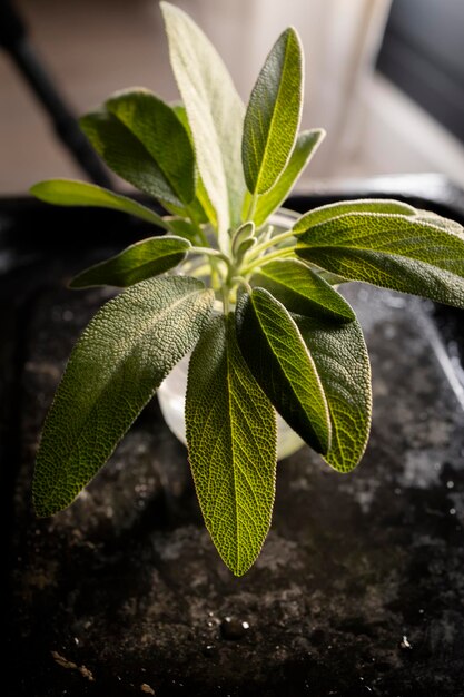 Foglie di salvia fresca. Foglie di salvia verdi e bagnate appena raccolte dal giardino di casa.