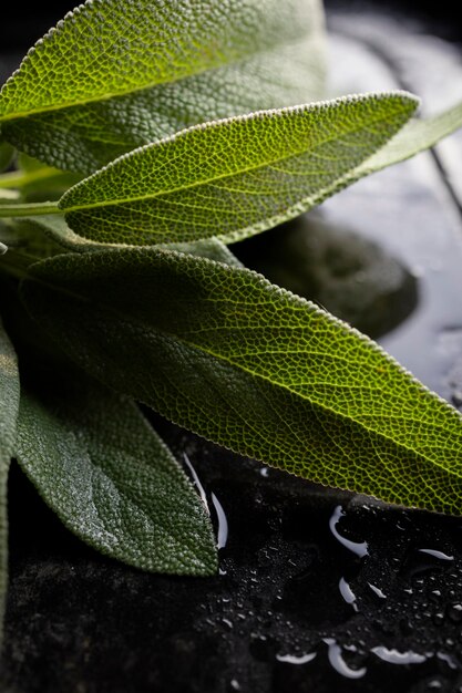 Foglie di salvia fresca. Foglie di salvia verdi e bagnate appena raccolte dal giardino di casa.