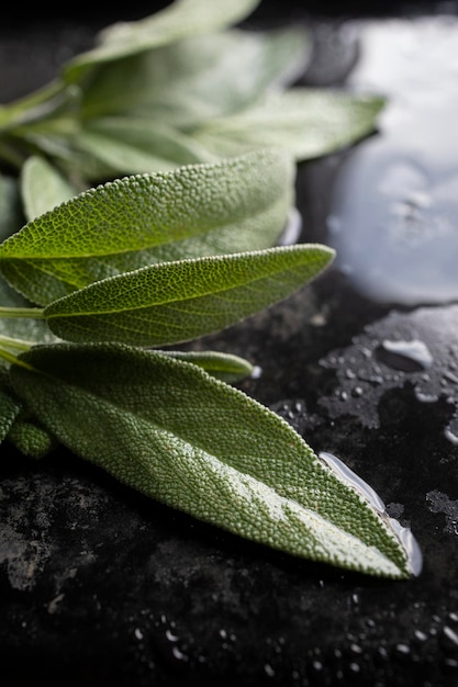 Foglie di salvia fresca. Foglie di salvia verdi e bagnate appena raccolte dal giardino di casa.