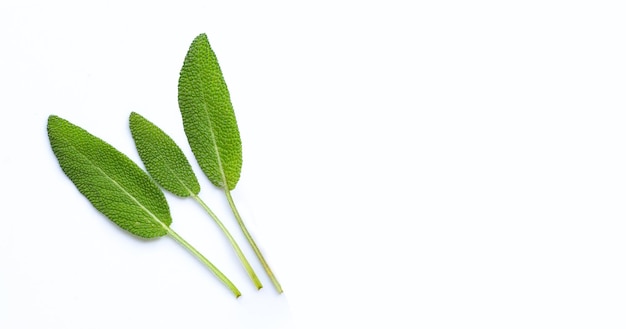 Foglie di salvia fresca su sfondo bianco Vista dall'alto