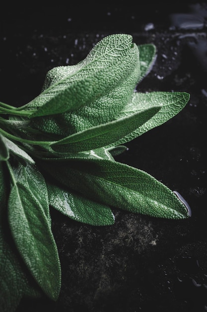 Foglie di salvia verde appena raccolte dal giardino di casa.