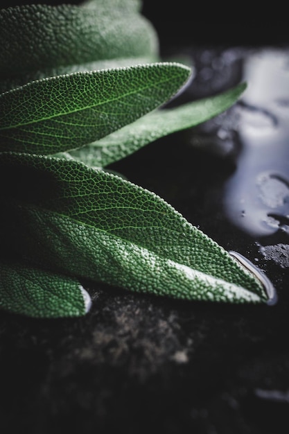 Foglie di salvia verde appena raccolte dal giardino di casa.