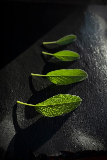 Foglie di salvia verde fresca appena annaffiate Foglie di salvia aromatica con sfondo scuro