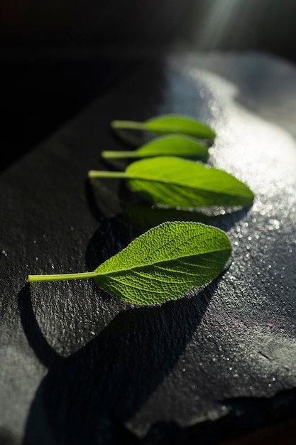 Foglie di salvia verde fresca appena annaffiate Foglie di salvia aromatica con sfondo scuro