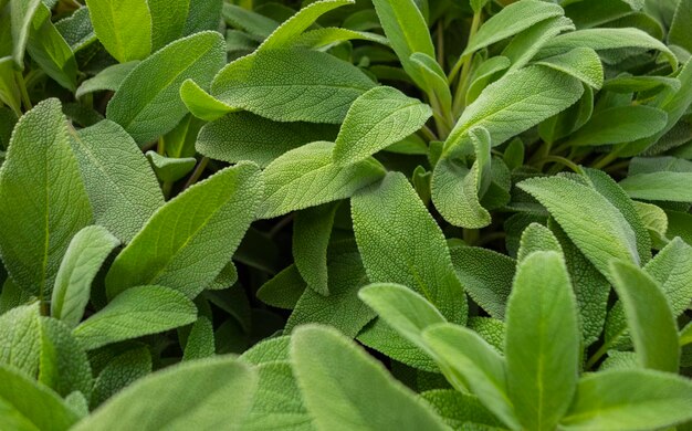 foglie di salvia