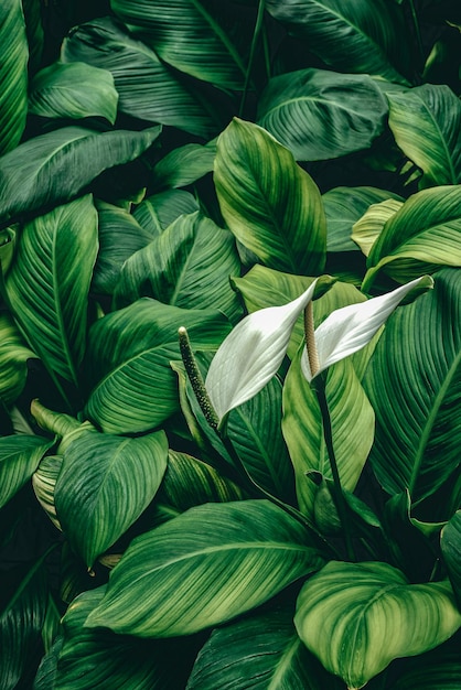 Foglie di Spathiphyllum cannifolium astratto verde trama natura sfondo tropicale leaf