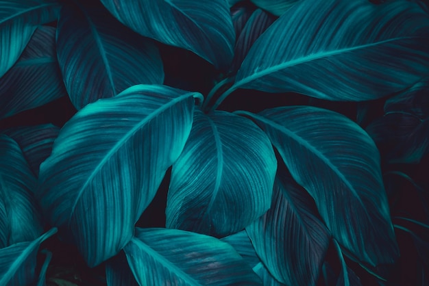 Foglie di Spathiphyllum cannifolium astratto verde trama natura sfondo tropicale leaf