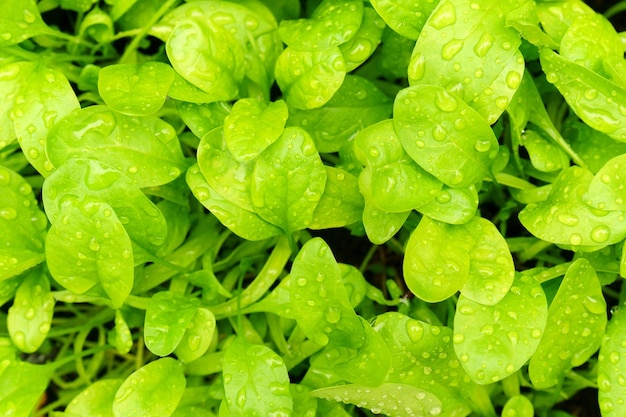 Foglie di spinaci lavate per una bevanda disintossicante closeup gocce d'acqua sulle foglie Trama di sfondo