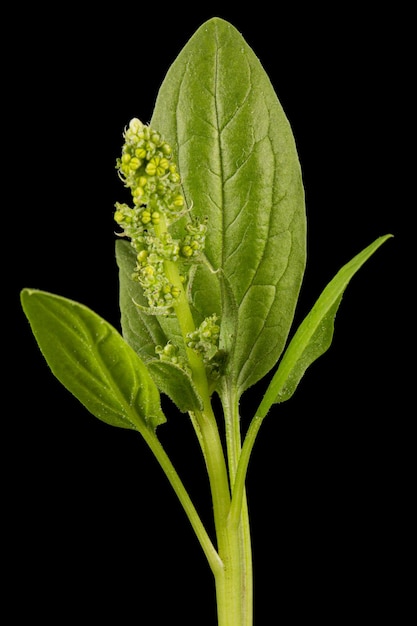 Foglie di spinaci verdi isolate su sfondo nero