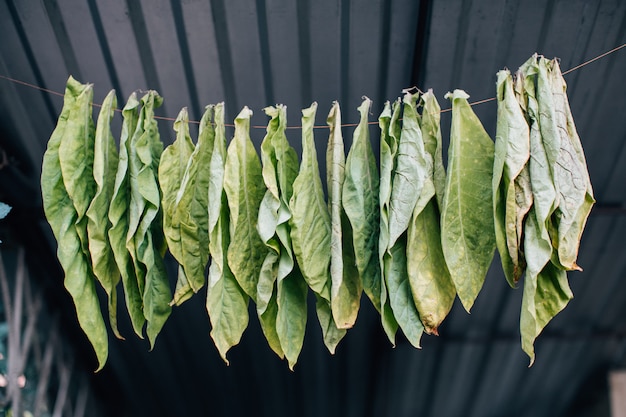 Foglie di tabacco essiccazione sulla corda