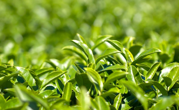 Foglie di tè delle piantagioni all'aperto
